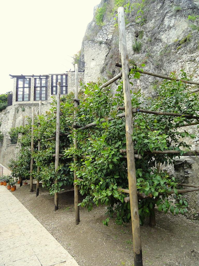 La Limonaia del Castel