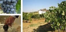La Duchessa Di Cavallieri Ivano