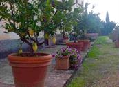 Fattoria Isola - Pergine Valdarno