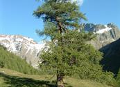 B&B Campaciòl - Livigno
