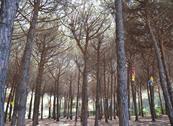 Giannella Camping  - Orbetello
