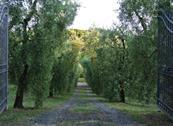 Campo del Rosario - Montescudaio