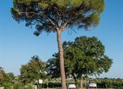 Tenuta Odegitria - Martina Franca