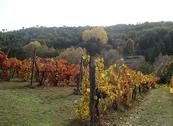 Azienda Agricola Rendola Riding - Montevarchi