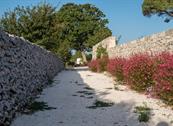 Tenuta Odegitria - Martina Franca