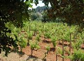 Agriturismo Bioelba - Capoliveri