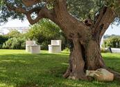 Tenuta Odegitria - Martina Franca