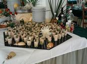 HOTEL VISCOUNT - Riccione