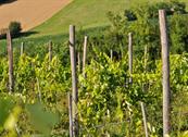 Monferrato Resort - Cereseto Monferrato