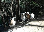 Agriturismo Valle dei Gelsi - Peschici