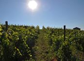 Monferrato Resort - Cereseto Monferrato