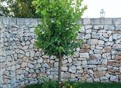 Tenuta Odegitria - Martina Franca