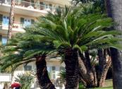 Hotel Paradiso - Sanremo