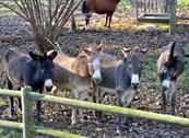 B & B i Leprotti - Abbiategrasso