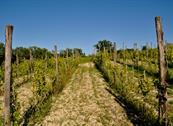 Monferrato Resort - Cereseto Monferrato