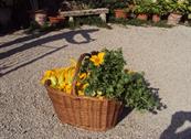 Azienda Agrituristica Poggio Pistolese - Montaione