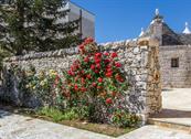 Tenuta Odegitria - Martina Franca
