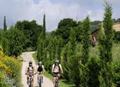 TENUTA IL CICALINO - Massa Marittima