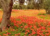 Agriturismo Masseria Pallanzano - Otranto