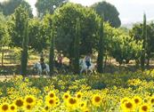 Podere Orgiaglia - Volterra