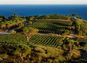 Tenuta delle Ripalte - Capoliveri