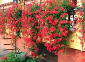 Hotel Residence Villa Beatrice - Brenzone