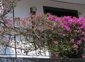HOTEL FLORA - Laigueglia