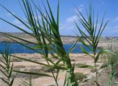 Cala Madonna Club - Lampedusa