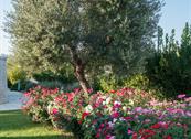 Tenuta Odegitria - Martina Franca
