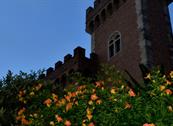 La Mimosa Affittacamere - Bolgheri