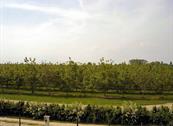 A Luxury Villa Venice - Cessalto