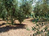 Agriturismo Bioelba - Capoliveri