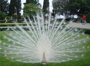 Pavone bianco 