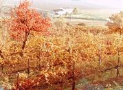 Conegliano, Vigneti