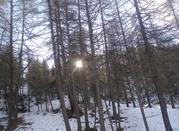 Il bosco
