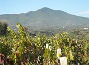 Vigneti