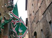 Siena palio oca