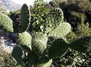 Cactus nel Parco dell'Alcantara