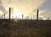 Vigneti