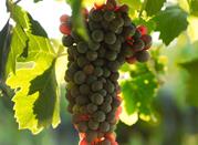 Grapes, Valpolicella