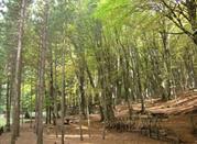 Gambarie, Parco Nazionale dell’Aspromonte