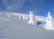Panorama invernale di Passo Brocon. Abeti ricoperti da un candido manto di neve