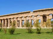 La Magna Grecia del Cilento - Un tempio a Paestum