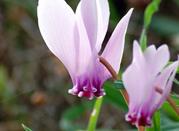 Fiori 