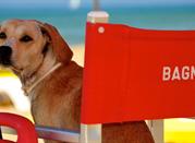 Vacances avec les animaux