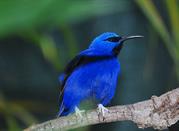 Colibrì