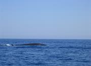 una balena???