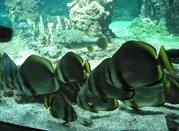 Acquario
