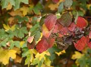 In autunno
