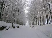 Wald, Piane di Mocogno (MO)